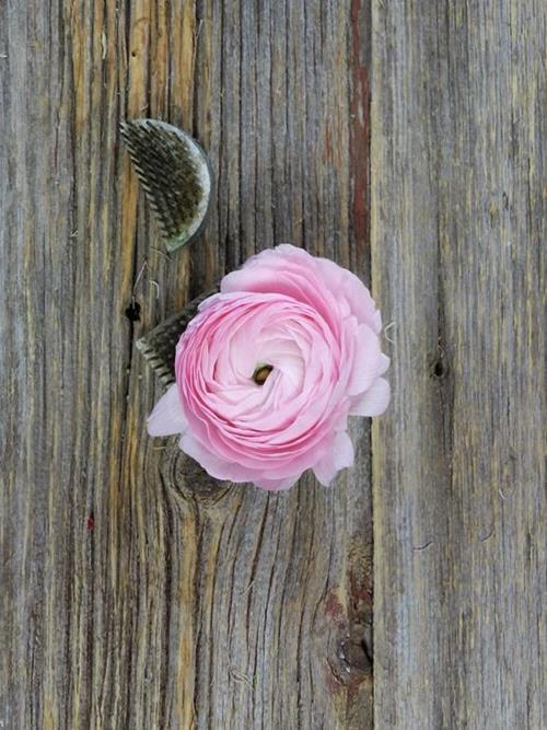 LIGHT PINK RANUNCULUS